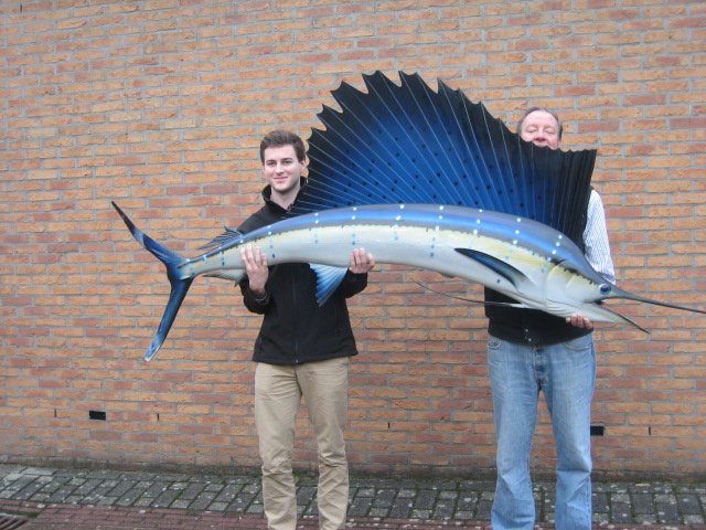 Indo-Pacific sailfish - istiophorus platypterus- 250 cm