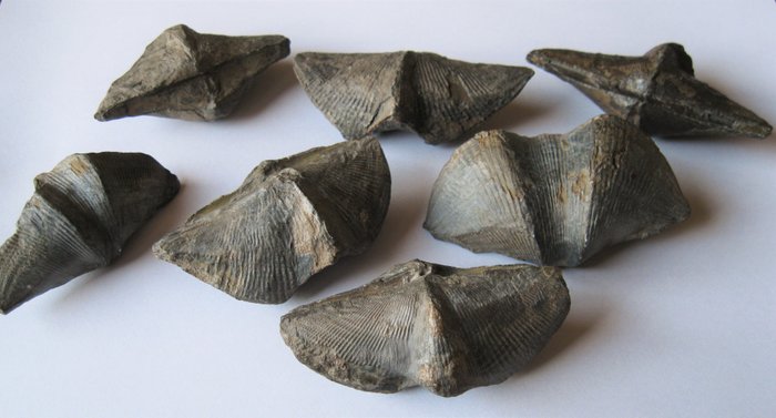 Fossil brachiopods - Spirifer verneuilli - to 6 cm