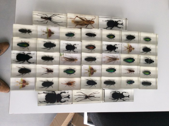 Insekt IN Kunstharz Probe Briefbeschwerer Maikäfer Käfer Wespe Sammlung Geschenk 