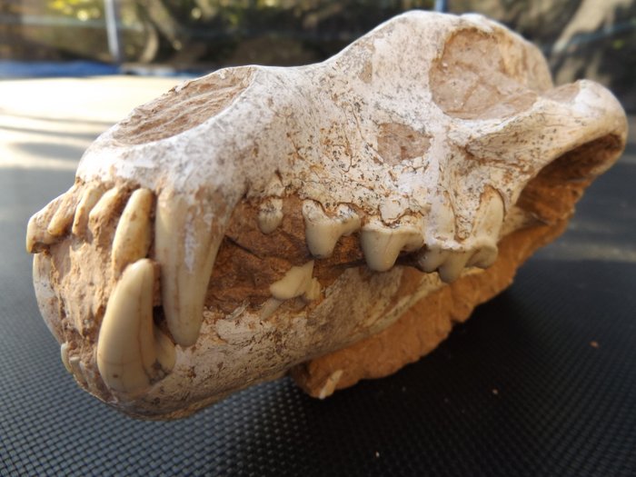Cráneo de hiena fosilizado -Ictitherium sp.-21 x 9cm