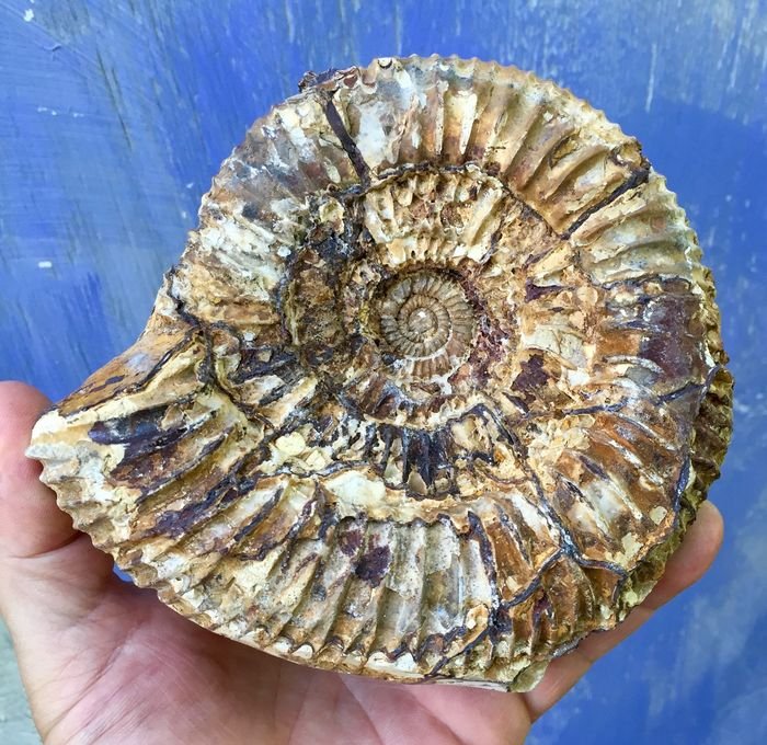 Fossil - Ammonite in nodule - 12.4 x 13.6 x 7.3 cm - Catawiki