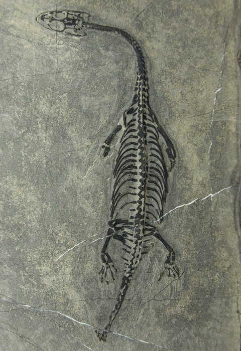 Fossil Keichousaurus hui reptile - 14 cm