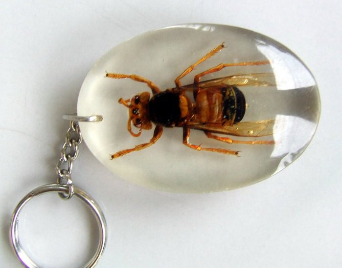 Insects in resin uk