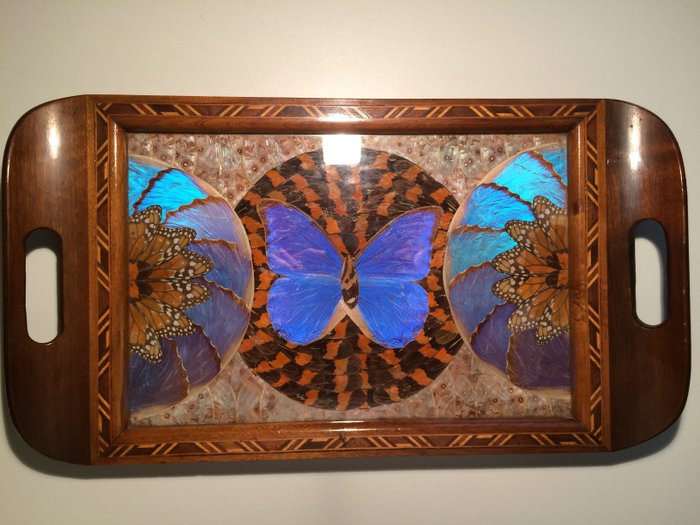 R.General Camara - dienblad met echte vlinders - hout en glas