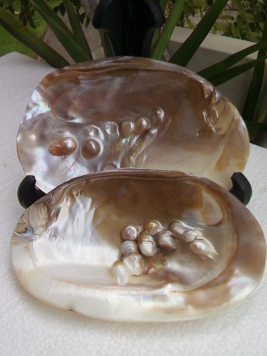 Akoya shells with blister pearls