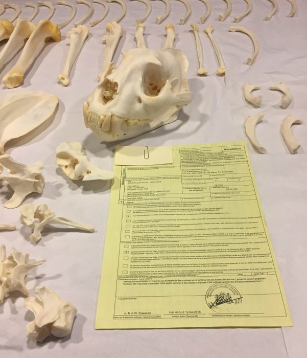 Esqueleto completo con cráneo de un jaguar - Panthera onca f. - CITES Artículo 10 nº 16NL232060/20