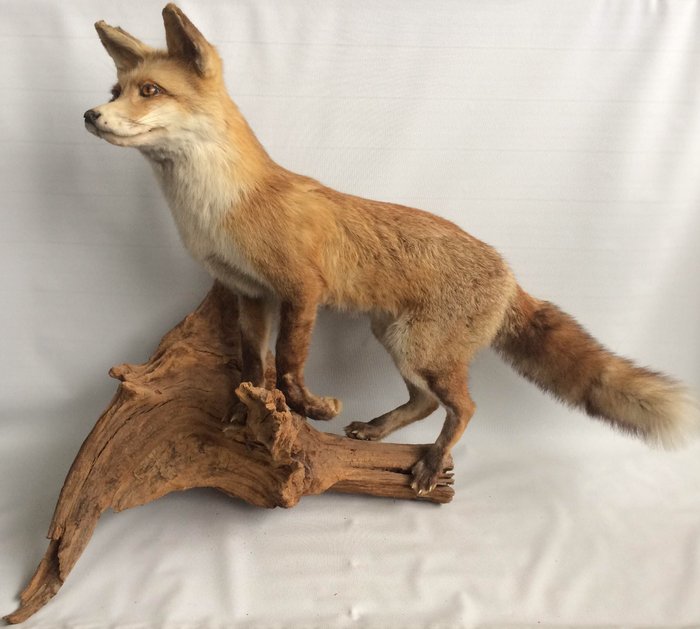 Taxidermy Red Fox - Vulpes vulpes - 106 x 73cm