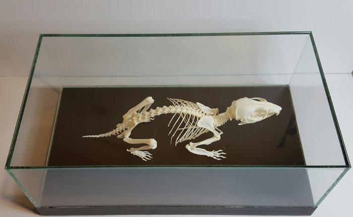 Common Hamster skeleton in a glass display case - Cricetinae sp - 18 x 10 x 7 cm