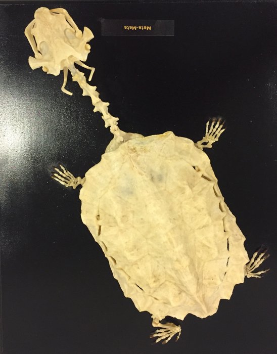 Skeleton of a Mata Mata turtle - Chelus fimbriatus - 30 x 25 cm - 1110gr