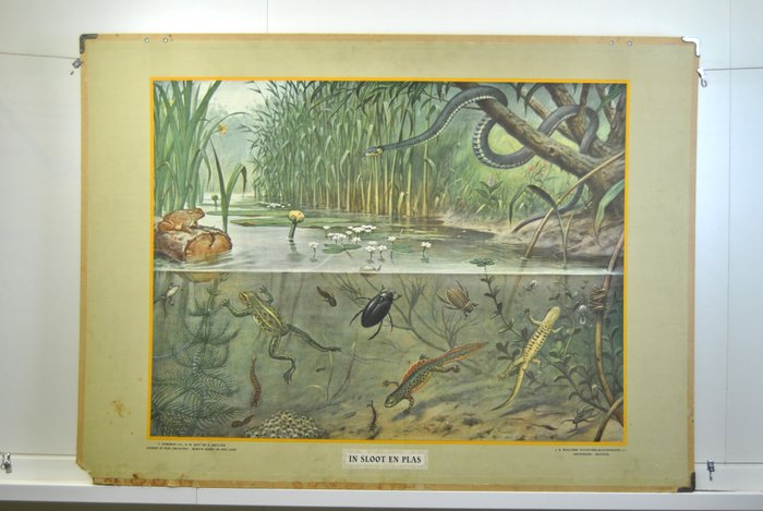 M.A. Koekkoek - schoolposter, water life. Old cardboard poster