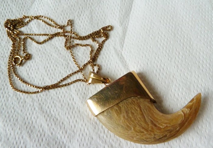 Lion claw mounted on pendant of 18 kt gold and hallmarked 18 kt gold chain. 