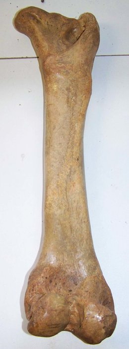 Holenbeer (Ursus spelaeus)  dijbeen - 46 cm.