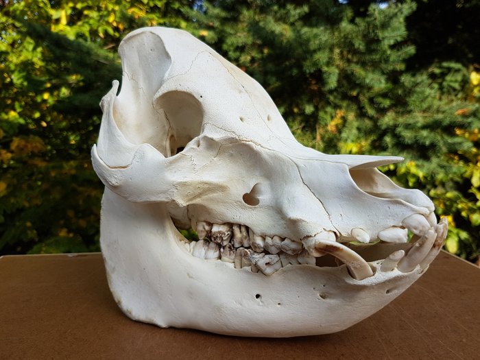 Taxidermy - Kunekune Pig skull - New Zealand species - Sus scrofa domesticus - 25cm