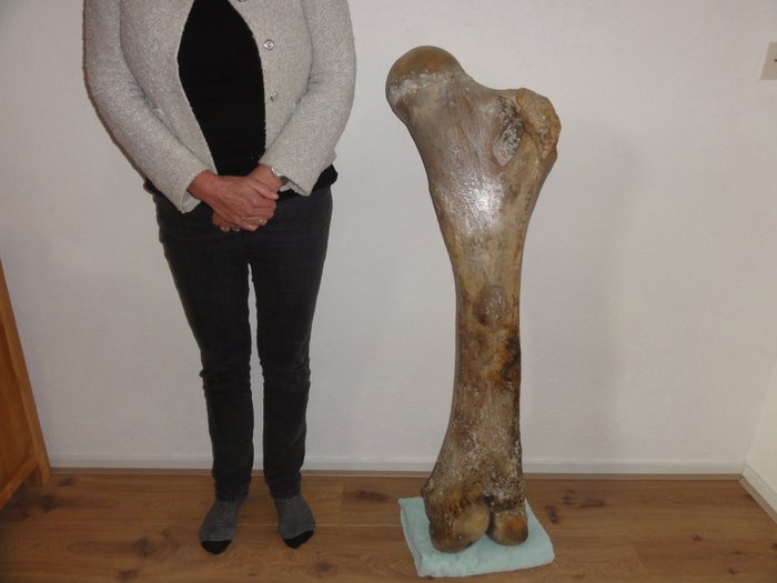 Fossil mammoth Femur - Mammuthus primigenius - 117 cm - 21.7 kg