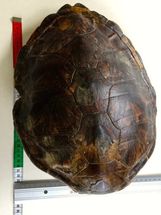 Taxidermy - Loggerhead Sea Turtle, full carapace - Caretta caretta - 33 x 24 x 14cm - 791gm