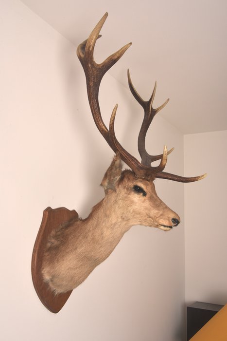 Very large beautiful deer head, mounted/prepared deer head with antlers