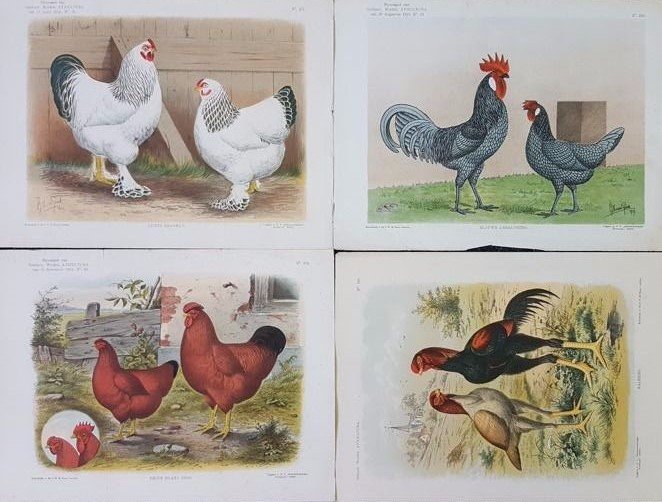 Ornithology - 20 prints of chickens - C. S. Th. van Gink e.a. - Verschillende soorten kippen - ca. 1915