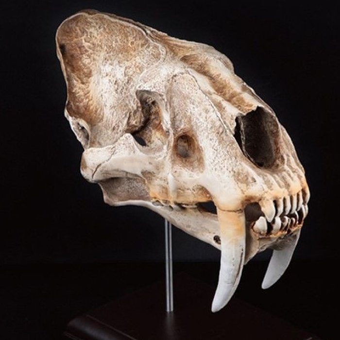 Sabre-Toothed Tiger Smilodon 1:1 Skull Model w/ Stand Fossil Replica Collectible 