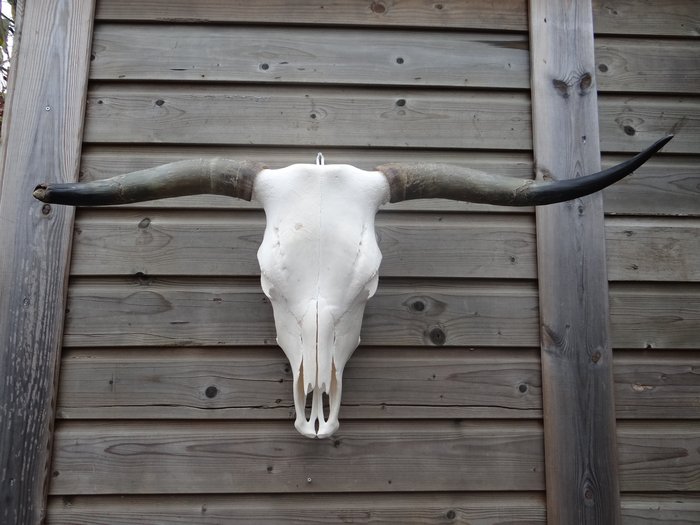 Decorative skull Highland cattle