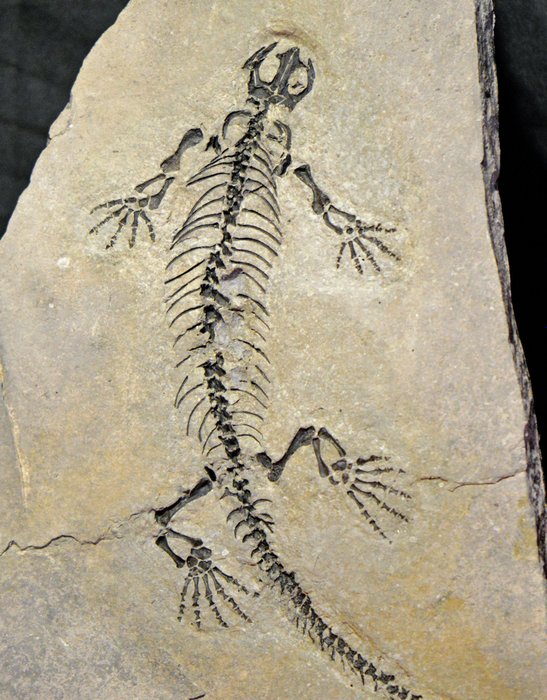 Original Barasaurus Fossil matrix - Barasaurus besairiei  - 44 x 22 cm - 2.5 kg