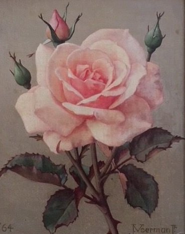 Jan Voerman Jr.( 1890 - 1976)  - Schitterende roze roos
