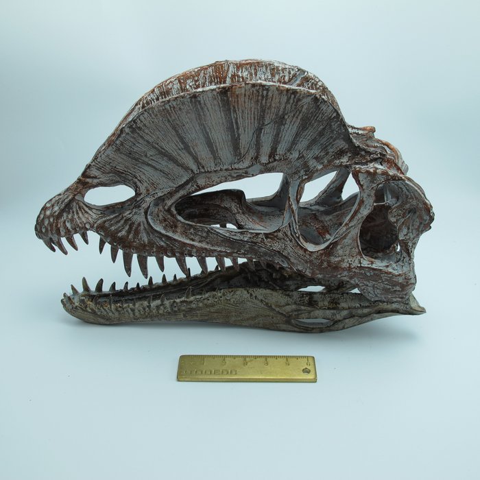 1/3 Skala Dinosaurier Dilophosaurus Harz Schädel Figur Modell Sammler Weiß 