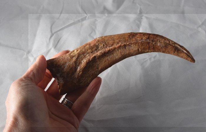 Fossil: very rare, extra large dinosaur claw - Spinosaurus - 18.3 x 4.8 x 2.3 cm