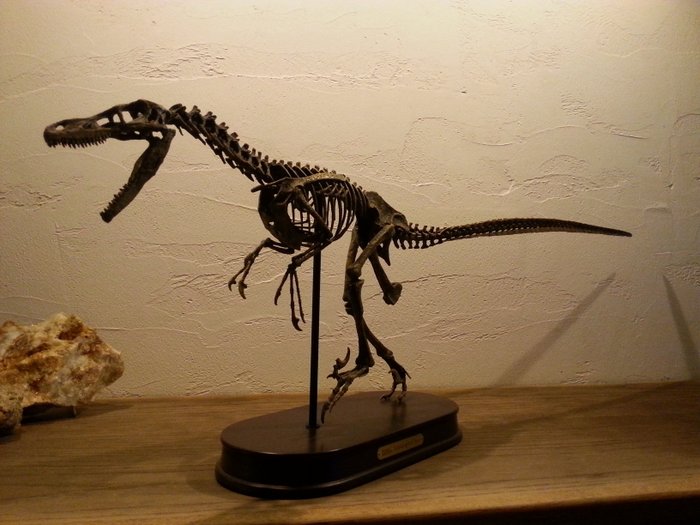 Perfect replica of a Dinosaur - Velociraptor 1/2 Scale - 95 x 35 x 15 cm - 1886 gm  