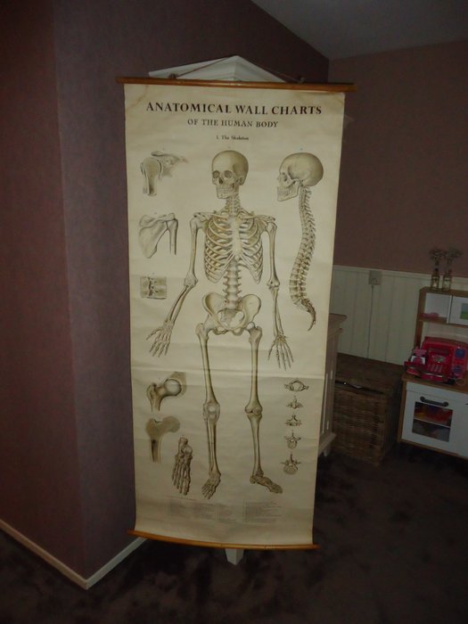 Human Skeleton Wall Chart