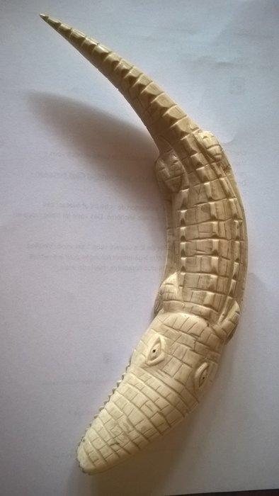Little crocodile in ivory - D.R Congo - With a CITES certificate