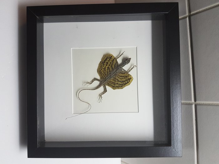 Taxidermy Real Draco Volans Lizard Framed Floating Display 