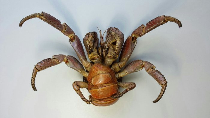 Filled Birgus latro/ Coconut Crab Taxidermy Large Approximately 20cm Carapace 