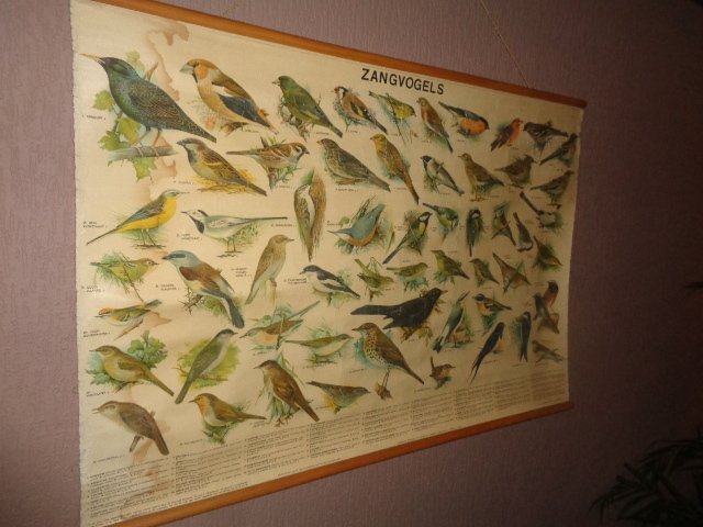 Old original school poster / school map with "Songbirds". This linen poster shows 57 birds of The Netherlands.