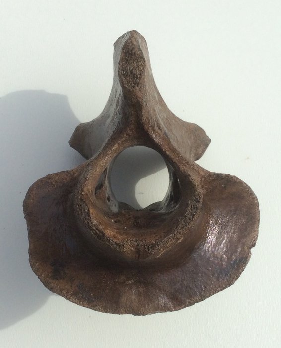 Fossil Axis, Second Cervical vertebra Wisent - Bison - Catawiki