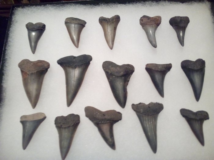 Fossils sharks teeth - Hoevenen 15 x 51 mm (30).