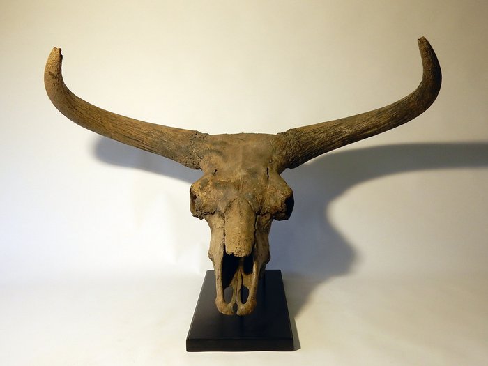 A Magnificent Skull with Hornpits of an Aurochs - Catawiki