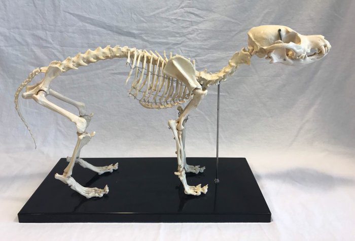 Vintage Educational Study replica skeleton - Jack Russell Terrier - Canis familiaris - 55 x 20 x 33cm - 2200 gm