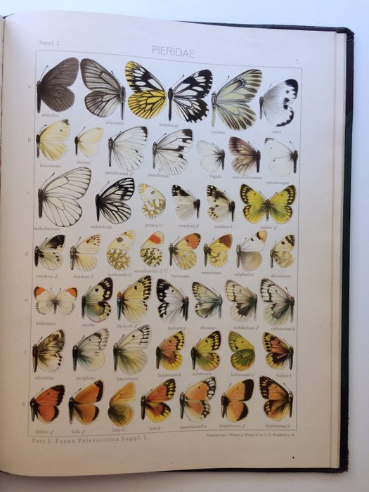 Prof.Dr. Adalbert Seitz - Die Gross-Schmetterlinge der Erde & Die Palaearktischen Tagfalter mit 16 Tafeln Supplement - 1932
