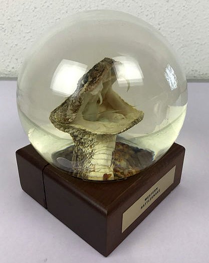 Curious object: Western rattlesnake in glass ball - unique work of art.