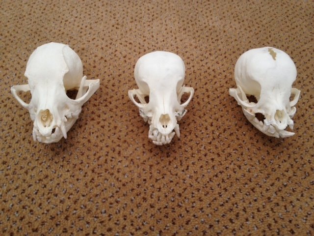 Set of Yorkshire Terrier skulls - Canis 