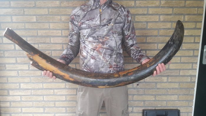Mammoth tusk - with stand - Mammuthus primigenius - 150 cm - 10 kg