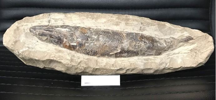 Fossil Fish in matrix nodule - Rhacolepis buccalis - 26cm - 1.30kg