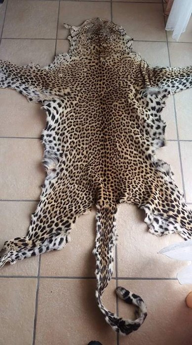 Antique taxidermy - large Leopard Skin, with head - Panthera pardus - 206 x 129cm