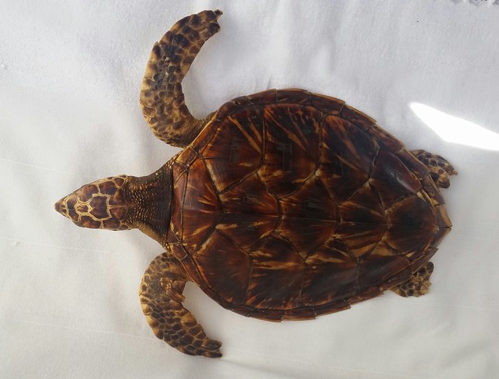 Fine vintage taxidermy - Hawksbill Sea Turtle - Eretmochelys imbricata - 46cm