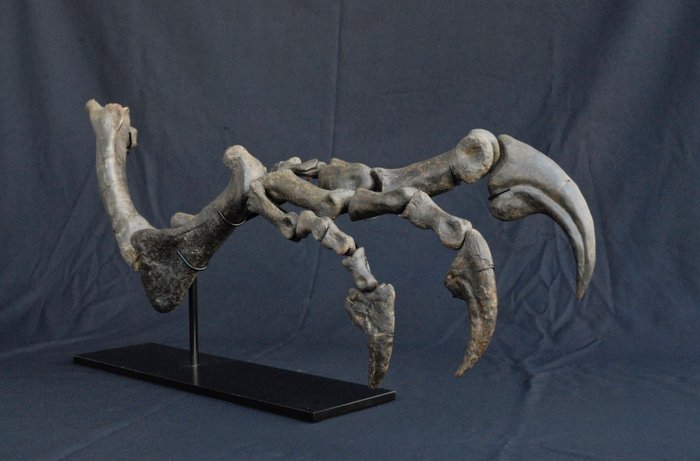 Complete arm of an Allosaurus dinosaur - Allosaurus fragilis - 96 cm