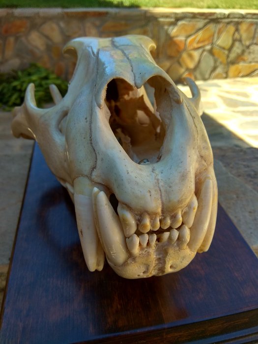 Taxidermy - Fine, large African Lion Skull - Panthera leo - 33 x 20cm