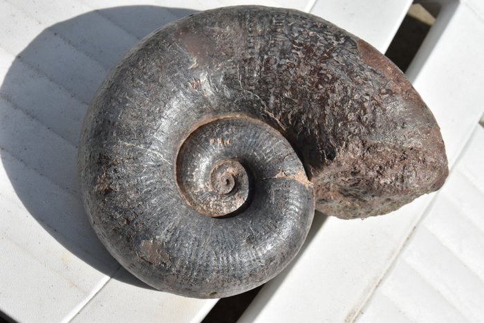Fossil Ammonite - Lytoceras cornucopia - 23 cm - 4.5 kg