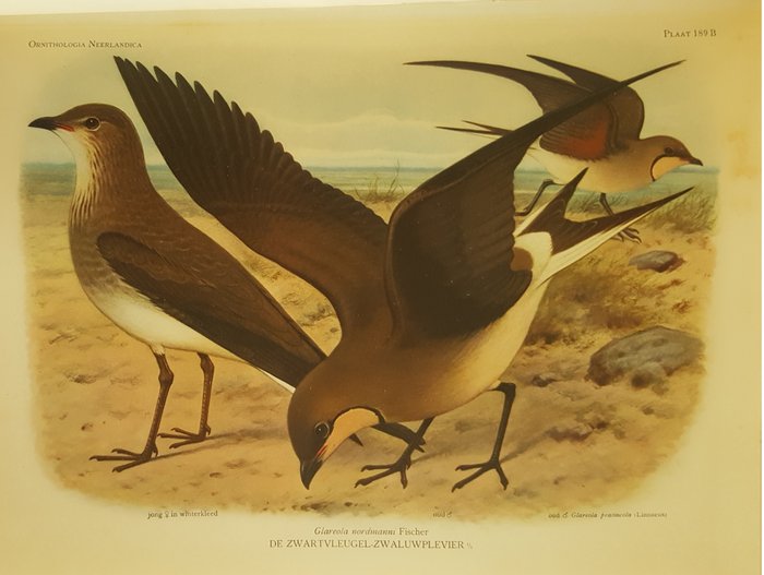 E.D. van Oort - Ornithologia Neerlandica. De vogels van Nederland - 1922/1935