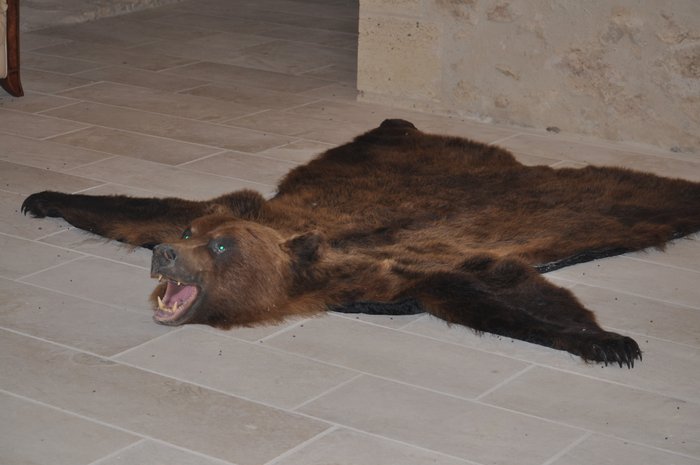 Image result for bear rug
