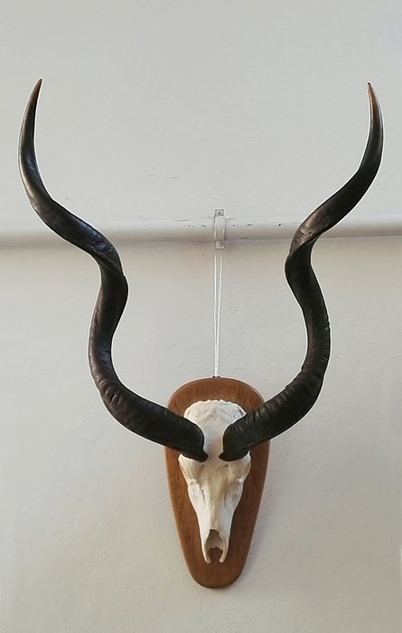 Extra groß Großer Kudu Hörner auf Teilschädel - Tragelaphus strepsiceros - 108 x 70 x 40cm